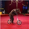 В Госдуме предложили полностью запретить цирковые шоу с участием животных