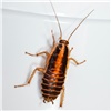 Красноярцы стали чаще жаловаться на тараканов 