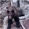 «Рассматривал постройки и нас»: медведь подошел к людям в заповеднике на юге Красноярского края (видео)