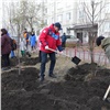 Мэрия: в Красноярске высадили более 50 тысяч деревьев 