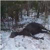Мертвых лошадей нашли в лесу в Ачинском районе