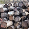 В Красноярском крае обманутые нанимателем рабочие незаконно вырубили деревья на 15 млн рублей
