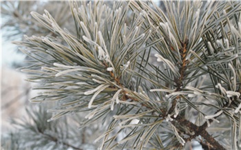 Покладистый декабрь: прогноз погоды в Красноярске на месяц