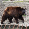 В Красноярске сняли режим угрозы ЧС из-за разгуливавшего по городу медведя