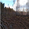 В Иланском районе «черный лесоруб» с помощью ОПГ вырубил деревьев на 108 млн рублей и отправился в колонию