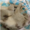 «Котик просто скелет»: в Красноярске умер оставленный в квартире без еды и воды кот
