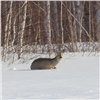 В Красноярском крае браконьеры убили 6 косуль и заплатят за это почти миллион рублей