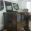 «Съела кошку и котят»: в подвале жилого дома в Иркутске поймали рысь