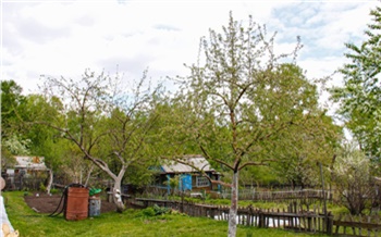 Бурьян вместо грядок, соседские ёлки и семена с «сюрпризом»: как начинающим красноярским дачникам избежать ошибок