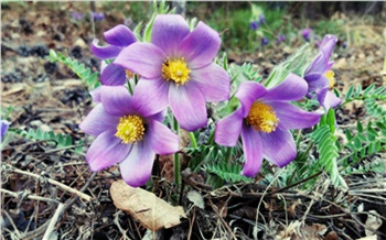 Коварный май: прогноз погоды в Красноярске на месяц