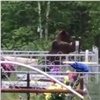 Медведь едва не устроил погром на одном из кладбищ в Иркутской области (видео)