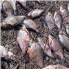 В Красноярском крае браконьер пойдет под суд за ловлю рыбы сетями во время нереста
