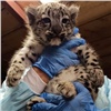 «Уникальное событие для России»: спасенная в красноярском зоопарке самка ирбиса Аксу родила двух котят 