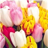 В Красноярске озвучили цены на тюльпаны к весенним праздникам