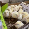 В Красноярский край привезли 15,5 тыс. штук импортных цыплят
