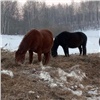 Кражу 20 лошадей раскрыли в Красноярском крае 