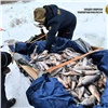 Рыбак из Красноярского края причинил государству ущерб в 800 тысяч и отделался «условкой»