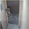 В Красноярске собака едва не погибла из-за зажатого лифтом поводка (видео)
