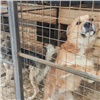 В Ленинском районе Красноярска с начала года отловили 25 безнадзорных собак