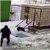 В Норильске агрессивный стафф чуть не разодрал двух собак на улице (видео)