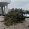 На Театральной площади ветер повалил ёлку