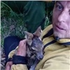 «Будто вчера родился»: детеныша кабарги спасли от огня в Красноярском крае (видео)