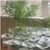 Вырастившего в квартире 97 кустов конопли красноярца оставили на свободе (видео)