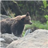 В Саяно-Шушенском заповеднике участники экспедиции столкнулись с медведем