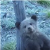 В Саяно-Шушенском заповеднике опубликовали забавное видео с медвежонком