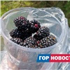 «300 рублей за стакан»: в Красноярске начали продавать ежевику