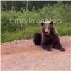 На трассе в Красноярском крае мужчины накормили медведицу пряниками (видео)