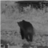 Медведь загрыз алабая на участке в селе под Красноярском (видео)