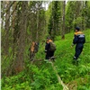 В лесу на юге Красноярского края 5 часов искали заблудившегося мужчину