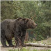 В Минприроды Красноярского края взялись за ситуацию с выходом медведей к людям