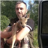 Молодая косуля случайно забрела в СНТ в Березовском районе