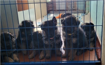 «Оставили трех собак, одна погибла»: что не так с зоогостиницами Красноярска