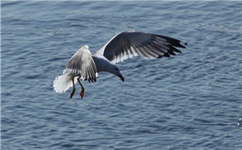 «Утки в городе несутся трижды»: биолог о том, как меняется жизнь животных в Красноярском крае