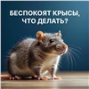 Красноярцам напомнили, куда жаловаться на появление крыс