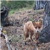 Красноярцы во время прогулки на «Столбах» встретились с дружелюбной лисой