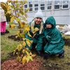 В Красноярске во дворе школы участники экомарафона высадили кусты сирени