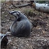 В Красноярском крае барсук попал в фотоловушку (видео) 