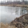 На юге Красноярского края бобры устроили десятки новых «озер»