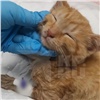 В Красноярске хозяева отказались лечить котенка, которого случайно постирали в машинке