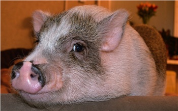 «Свиней размером с кофейную чашку не бывает»: как красноярец завел микро-пига и не пожалел