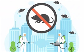 Красноярцам рассказали, как будет проходить массовая дератизация