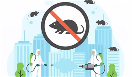 Красноярцам рассказали, как будет проходить массовая дератизация