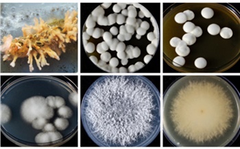 Урожай без химии: красноярские ученые научили грибы и вирусы защищать растения