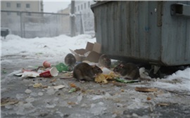 В Красноярске началась массовая дератизация: жителей просят опасаться ядов