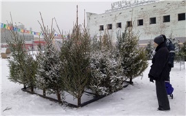 Лапки, еловые корзины и пихты: что можно купить на ёлочных базарах в Красноярске?