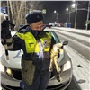В Красноярском крае полицейские спасли замерзающего на трассе ягненка (видео)